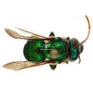 EUGLOSSA SSP